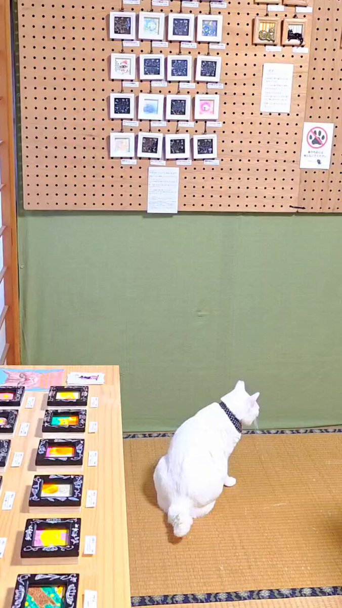 断捨離ねこ ハイツくろねこ🐈‍⬛🐾 (@haitsukuroneko) / Posts / X