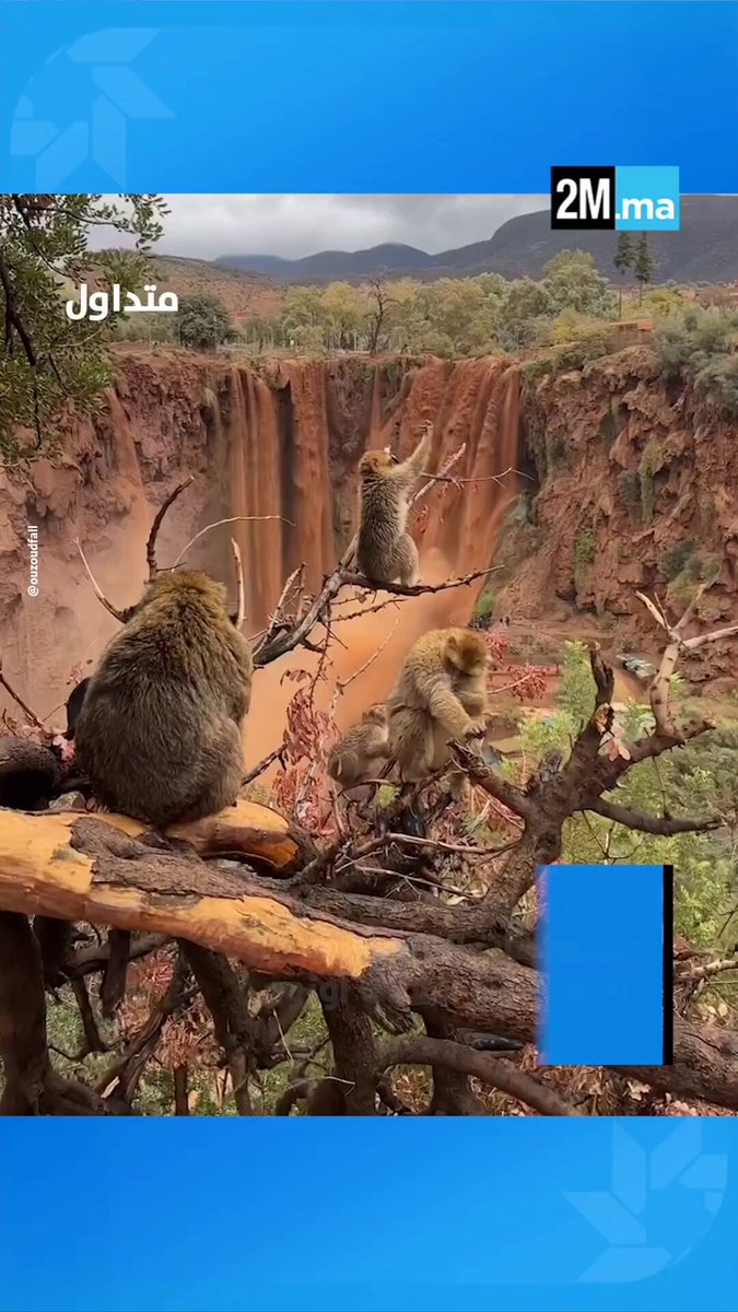 شلالات أوزود تسجّل ارتفاعاً في منسوب المياه عقب التساقطات الأخيرة. #متداول 