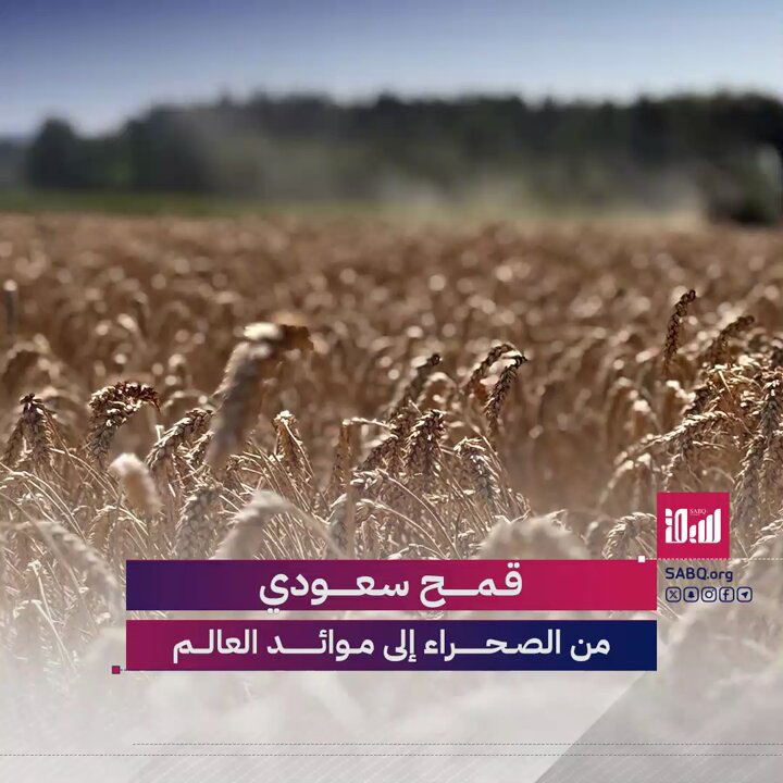 القمح السعودي ليس مجرد محصول.. من البذرة إلى الحصاد، رحلة عز وإصرار تُروى في كل سنبلة ذهبية 