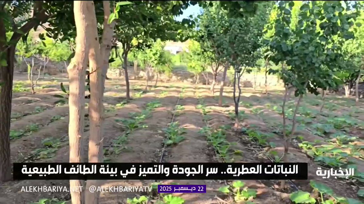 النباتات العطرية.. سر الجودة والتميز في بيئة الطائف الطبيعية 