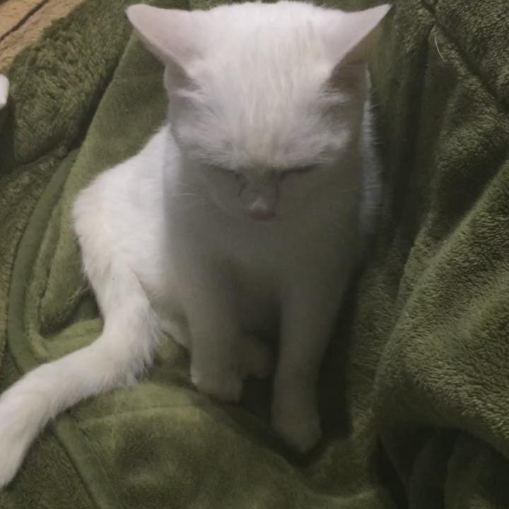 猫がしっぽを床に叩きつける パタパタしているときは機嫌が悪い 動画 にゃんこニュース