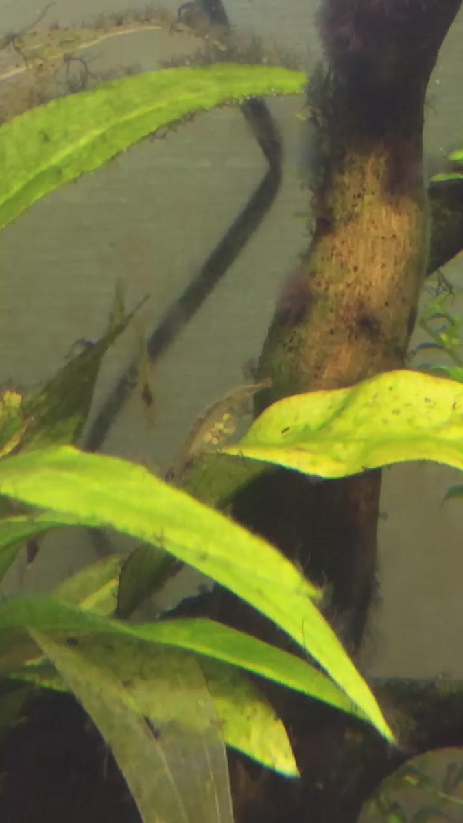 ミナミヌマエビの繁殖方法まとめ 卵発見 抱卵 孵化までの道のりは キャンパーズ