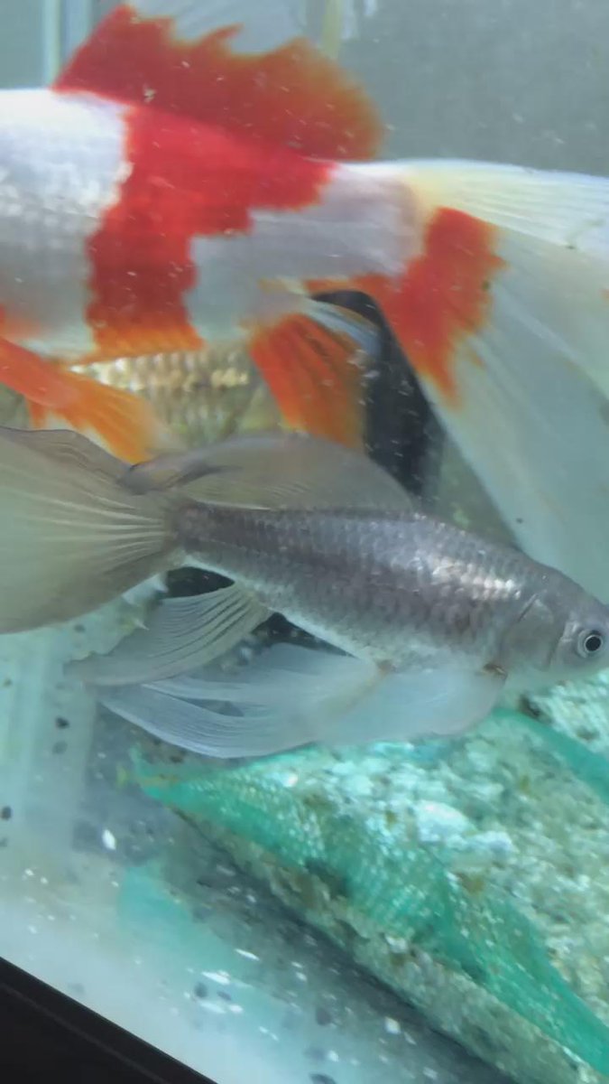 ひとり観賞魚フェアのまとめ Togetter