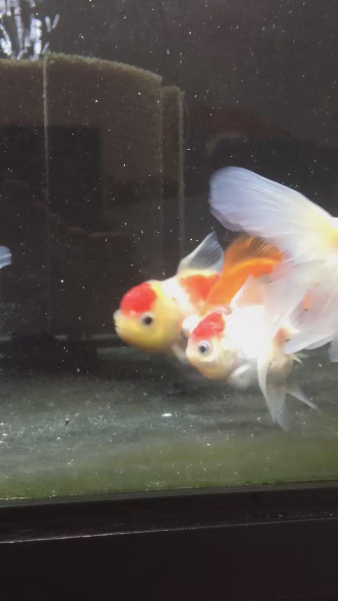 ひとり観賞魚フェアのまとめ Togetter