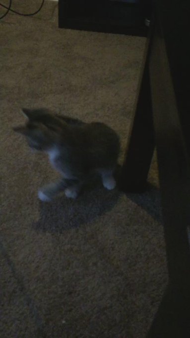 New addition to our little family :) meet Rocky :) http://t.co/WWSrgPhJHz