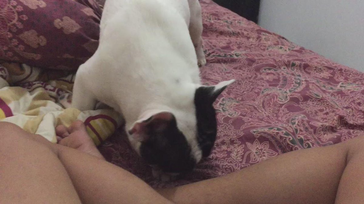 Anjing ngewe manusia