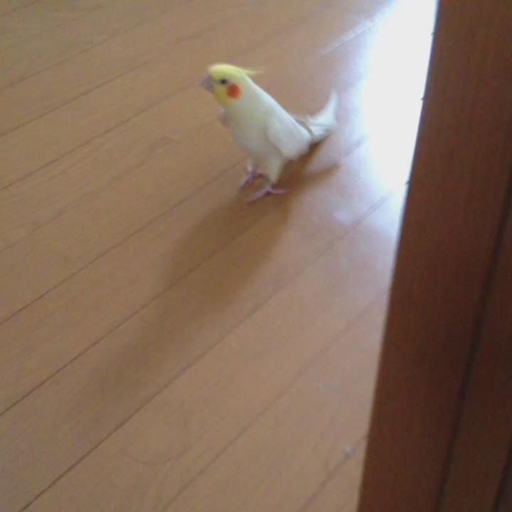 ファイナルファンタジー のチョコボのテーマを口ずさむインコ ライブドアニュース