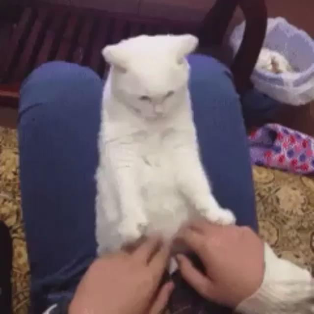 Гифки смешные котов