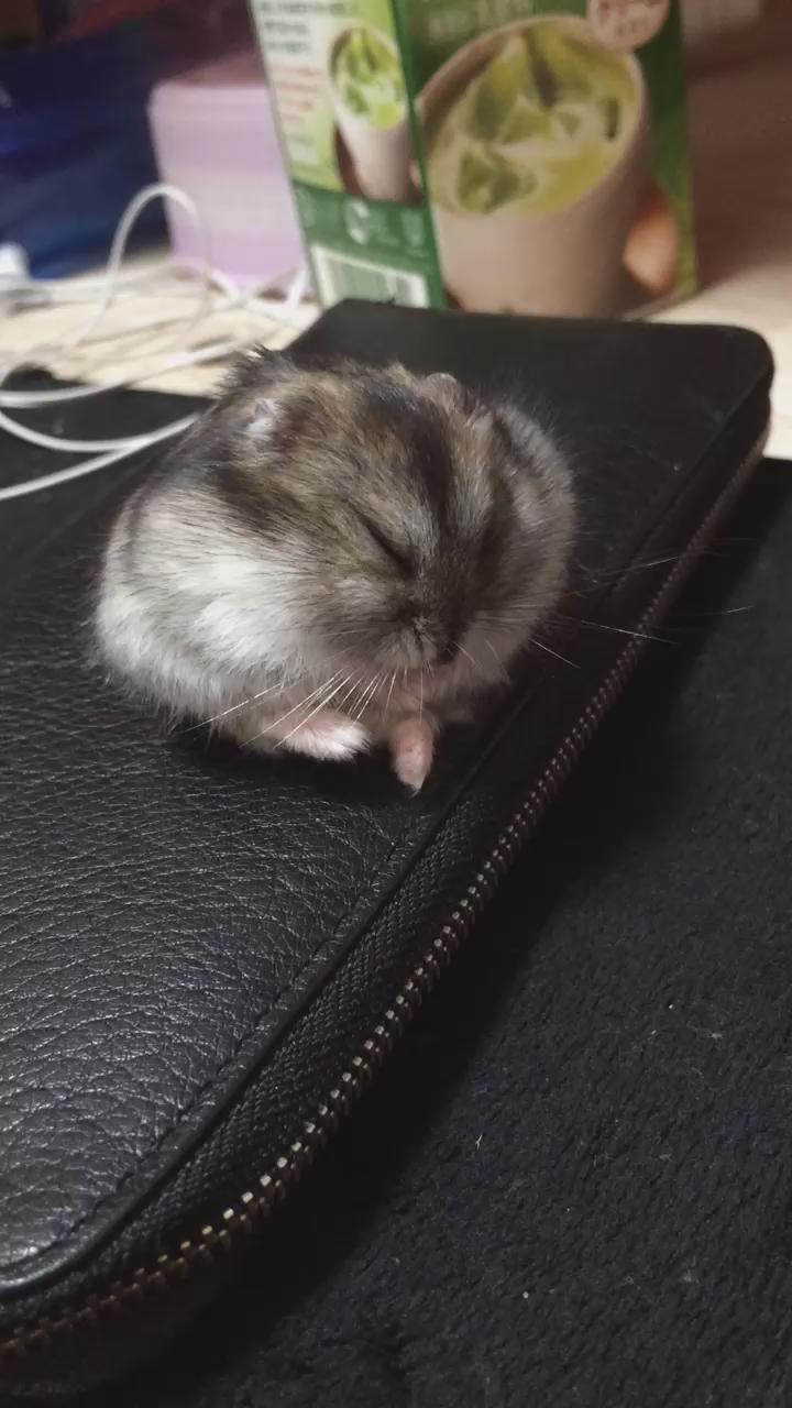 かわいいハムスターたち 何回か揺れててあーこれ転がるわ思ったら 転がった ハムスター可愛いすぎる T Co Hivy8lezf0 Twitter