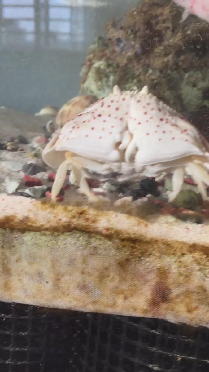 乙女の恥じらいポーズが魅力のカニ マルソデカラッパたんのお食事シーン カラパイア