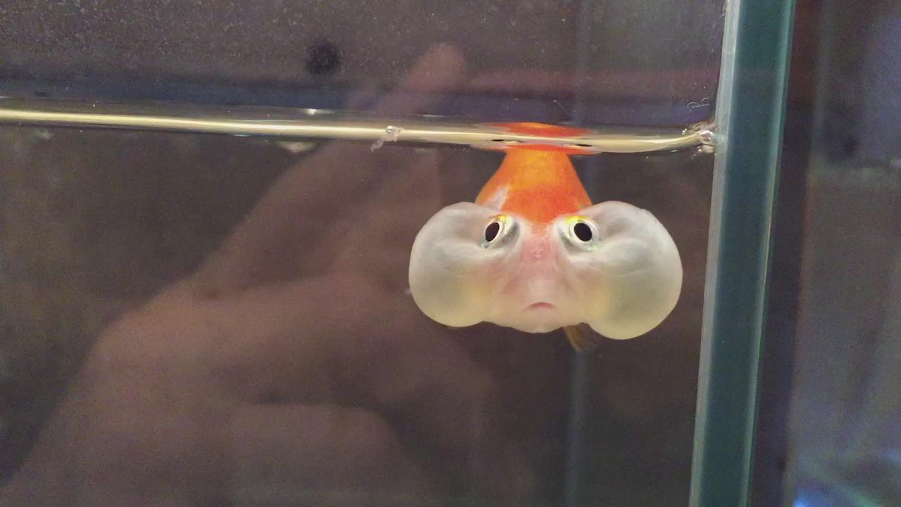 Nakajin お誕生日の人と仲間たちで水族館にも行きました そこで見つけた涙袋が凄すぎる金魚さんが可愛くてつい Http T Co 0nd1d5hgsh Twitter