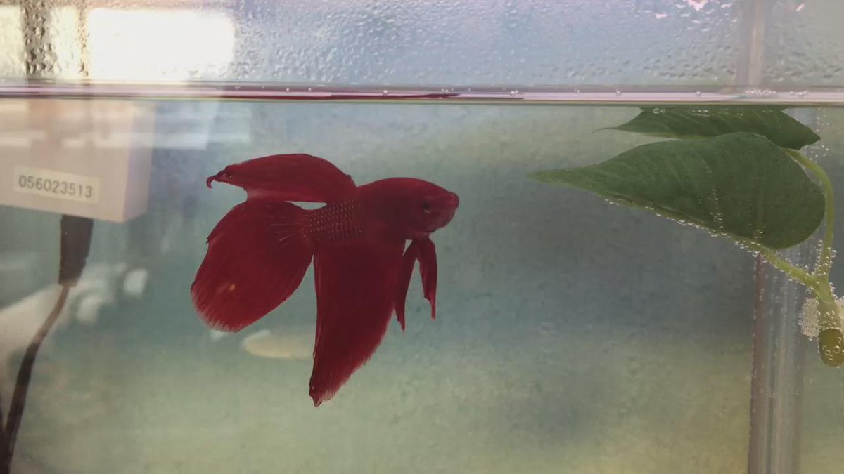ホムセンの瀕死のベタの飼育2 コショウ病気完治ー本水槽へ 2ページ目 Togetter ホムセンの瀕死のベタの飼育2 コショウ病気完治ー本水槽へ 2ページ目 Togetter