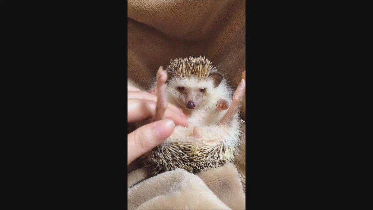 ハリネズミ だらだら毎日