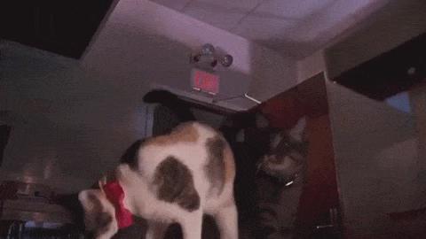 100rt ありだな ジュラシック パーク 名シーンのラプトルを猫に差し替えてみた ものすごく緊迫していた空気が 一気にほんわかムードに ライブドアニュース Scoopnest