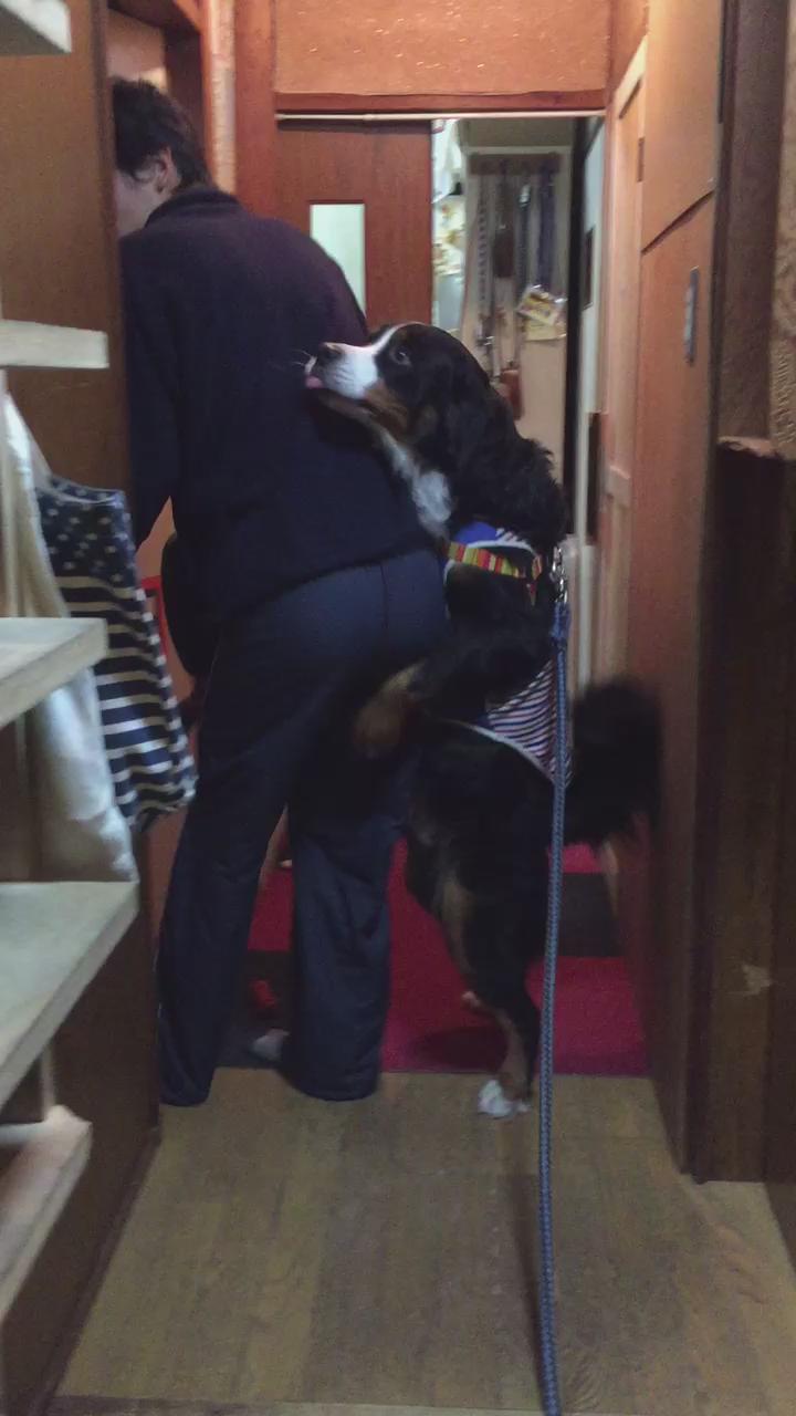 犬とセックスする  / X