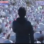 今年も七面鳥美味しくいただきます!七面鳥の大軍が男性の呼びかけに一斉に答える!