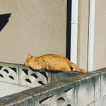 残念ながら猫も屏から落ちてしまうようです!