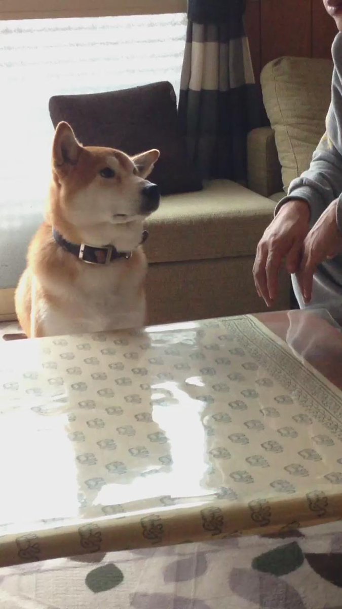 いくらでも なでなでを催促する犬が可愛すぎるwwwwwww してやんよぉぉぉおおぉぉぉおお おしキャラっ 今流行りのアニメやゲームのキャラクターのオモシロ情報をまとめるサイトです いくらでも なでなでを催促する犬が可愛すぎるwwwwwww してやんよぉぉぉおおぉぉぉおお おしキャラっ 今流行りのアニメやゲームのキャラクターのオモシロ情報をまとめるサイトです