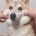 ほっぺたがモチモチの犬がかわいすぎる!!