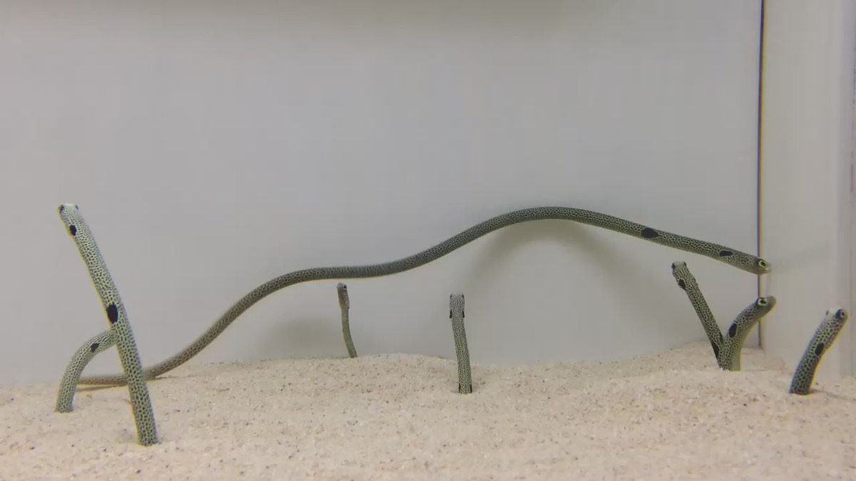 貴重映像 チンアナゴが泳ぐ姿が衝撃すぎる 長い 長すぎるよ あなたのカラダ Pouch ポーチ