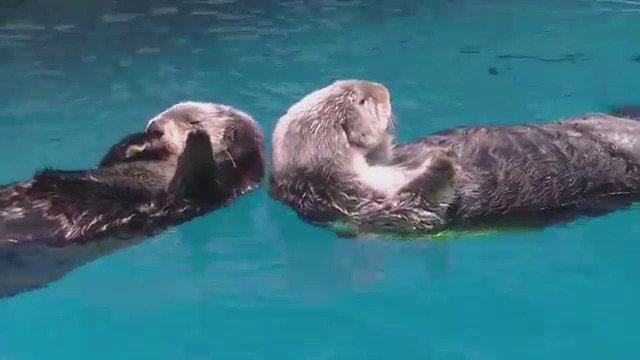 寝るときは離れないように手をぎゅっ♪可愛すぎるラッコの生態が話題に