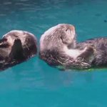 寝るときは離れないように手をぎゅっ♪可愛すぎるラッコの生態が話題に