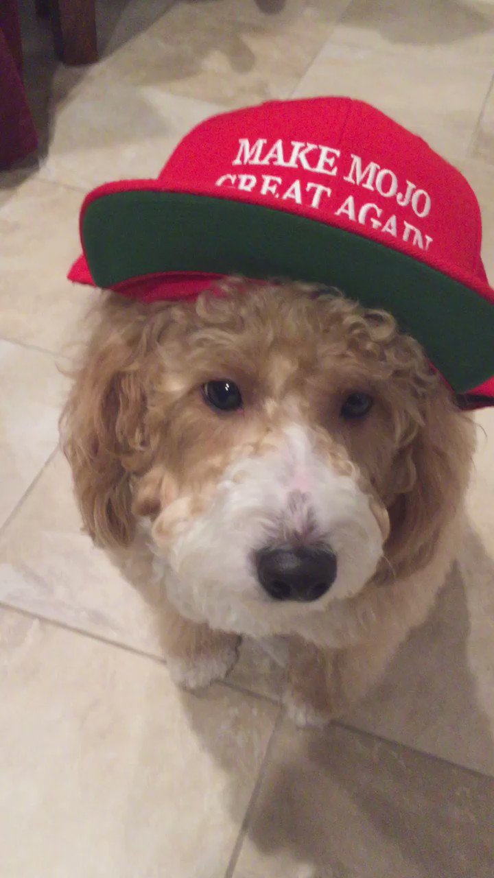 Dog with maga clearance hat