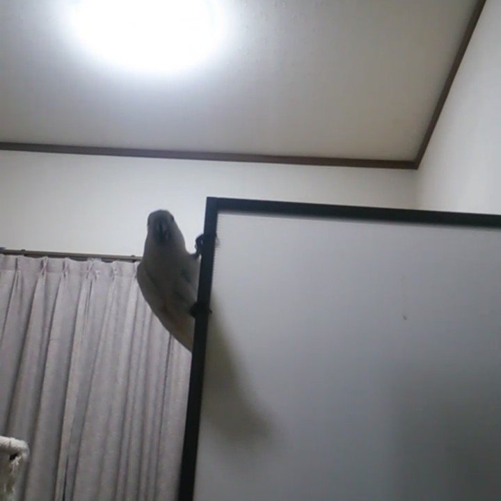 こんなオウム見たことないｗｗ　スルスル降りるオウムｗｗ
