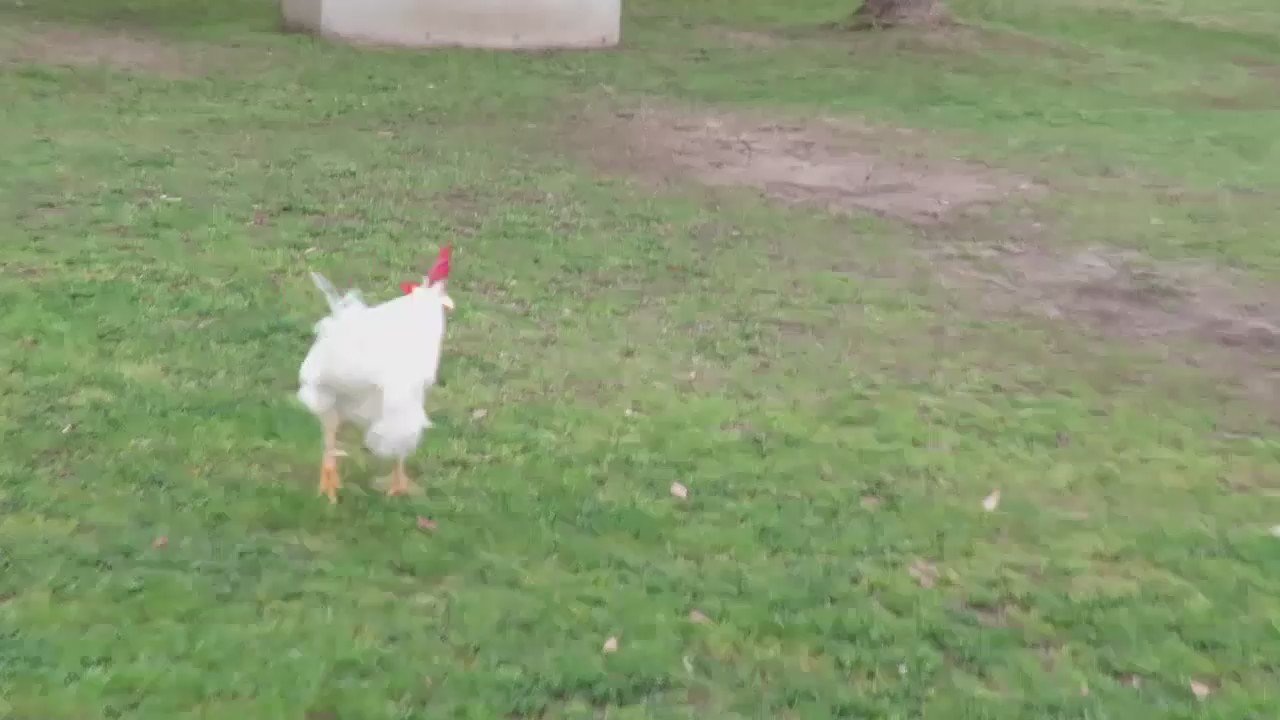 みほ うちのにわとりさん Cockdoodledo Twitter