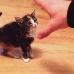 可愛すぎて罪!子猫のネコパンチを受けよ!