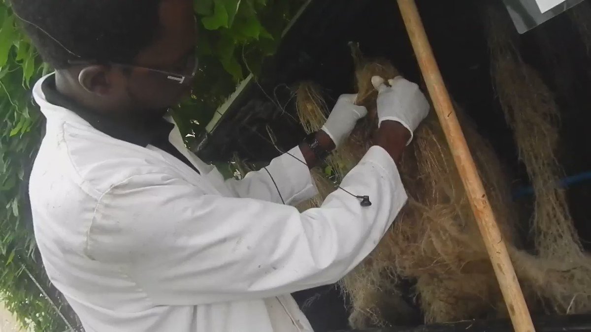 Pls help retweet
i grow plants without soil, i grow them in the AIR! Harvest of yam growing in the air. #SupportSam https://t.co/lH1qdSJm1S
