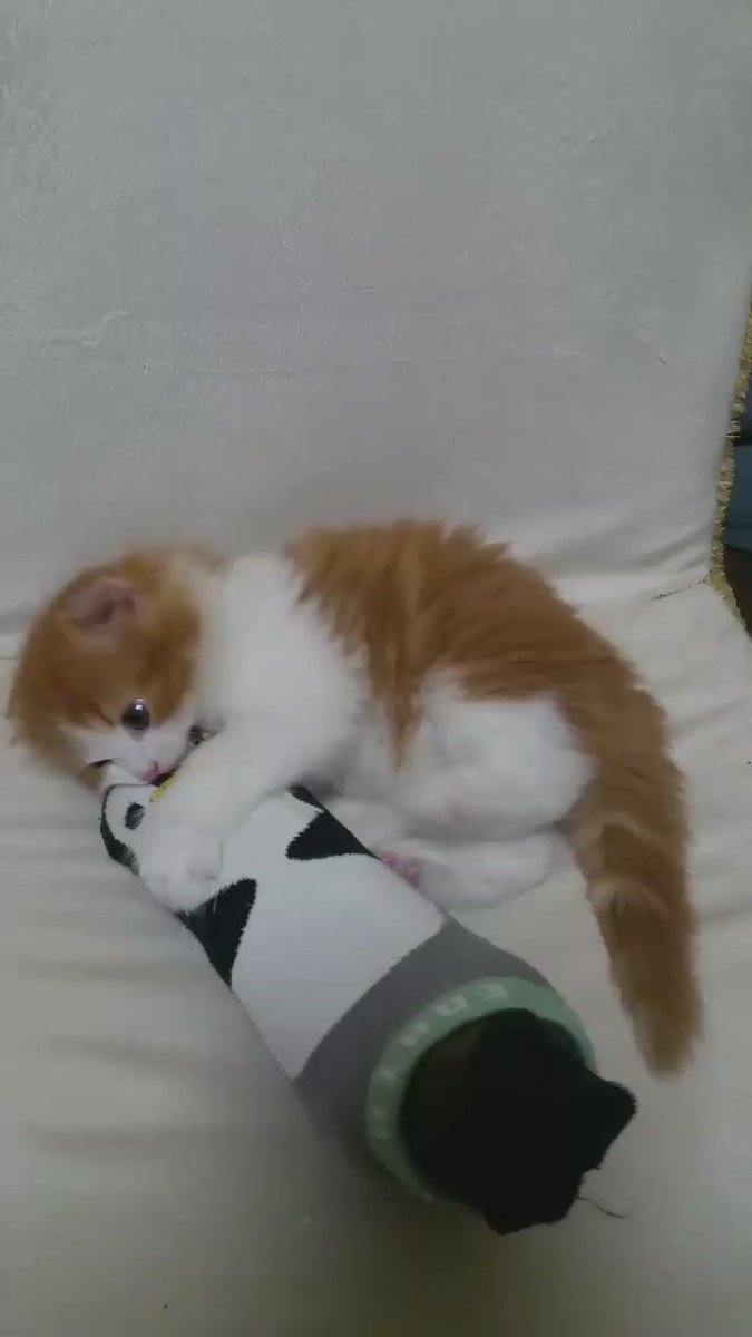 古靴下で簡単に作れちゃう 猫がよろこぶけりぐるみの作り方 ねこのきもちweb Magazine
