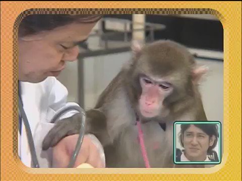 笑ってはダメ動画 ジミー大西動物病院2ww 笑ってはいけない T Co Cjrnihkfbg