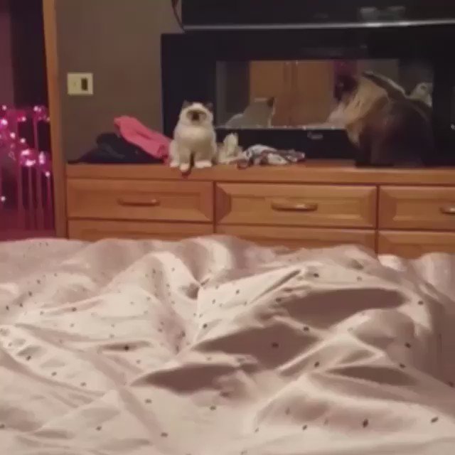 19 Cats Who Fucked Up, But In The Most Hilarious Way