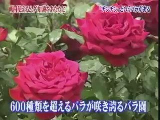 もりもり チンチン というバラがある T Co Jfilfmdba0