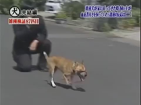 にぼし トリビアの泉で一番笑ったのは 雑種犬が家に戻ってきた時 自分の飼い主が見知らぬ血統書付きの犬をかわいがっていたら雑種の反応で最も多いのは ってので出てきたムー 8歳 にぼし トリビアの泉で一番笑ったのは 雑種犬が家に戻ってきた時 自分の飼い主が見知らぬ血統書付きの犬をかわいがっていたら雑種の反応で最も多いのは ってので出てきたムー 8歳