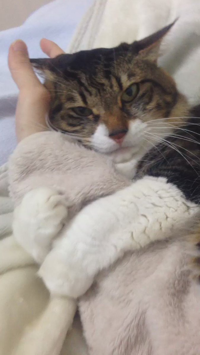 離れようとすると悲しい声で鳴く猫が可愛すぎてエンドレス再生余裕w 話題の画像プラス