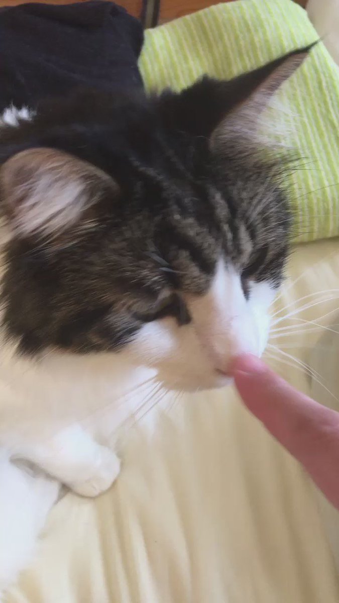 ネコは人差し指を向けると必ずニオイを嗅ぐ という法則 試してみたらこうなった 動画 Togetter
