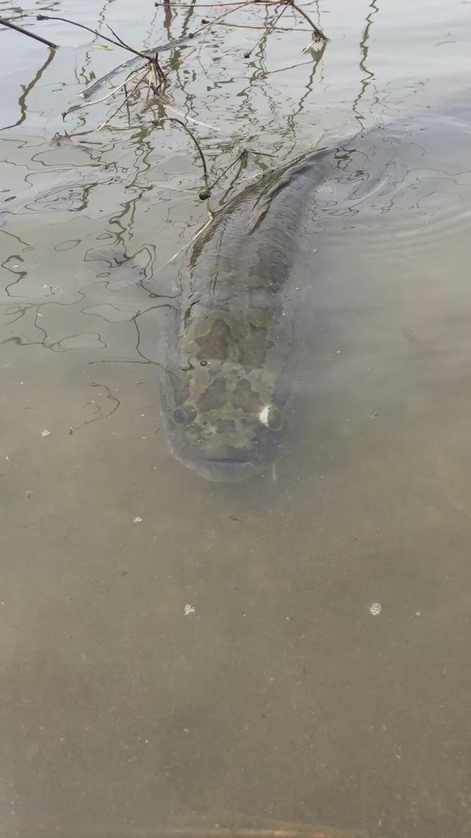 野生の魚のとった珍しい行動が かわいい と人気 ライブドアニュース 野生の魚のとった珍しい行動が かわいい と人気 ライブドアニュース