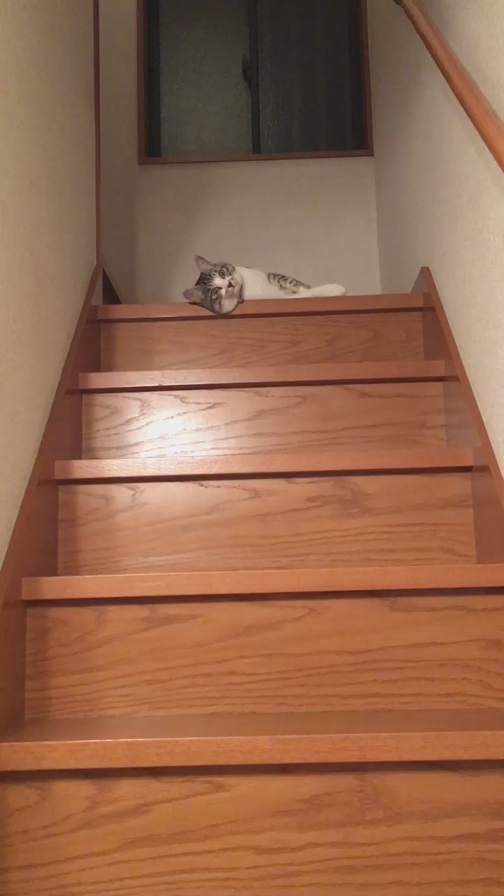 可愛すぎかよ 無気力で階段を降りる猫が可愛すぎて生きるのが辛い 話題の画像プラス 可愛すぎかよ 無気力で階段を降りる猫が可愛すぎて生きるのが辛い 話題の画像プラス