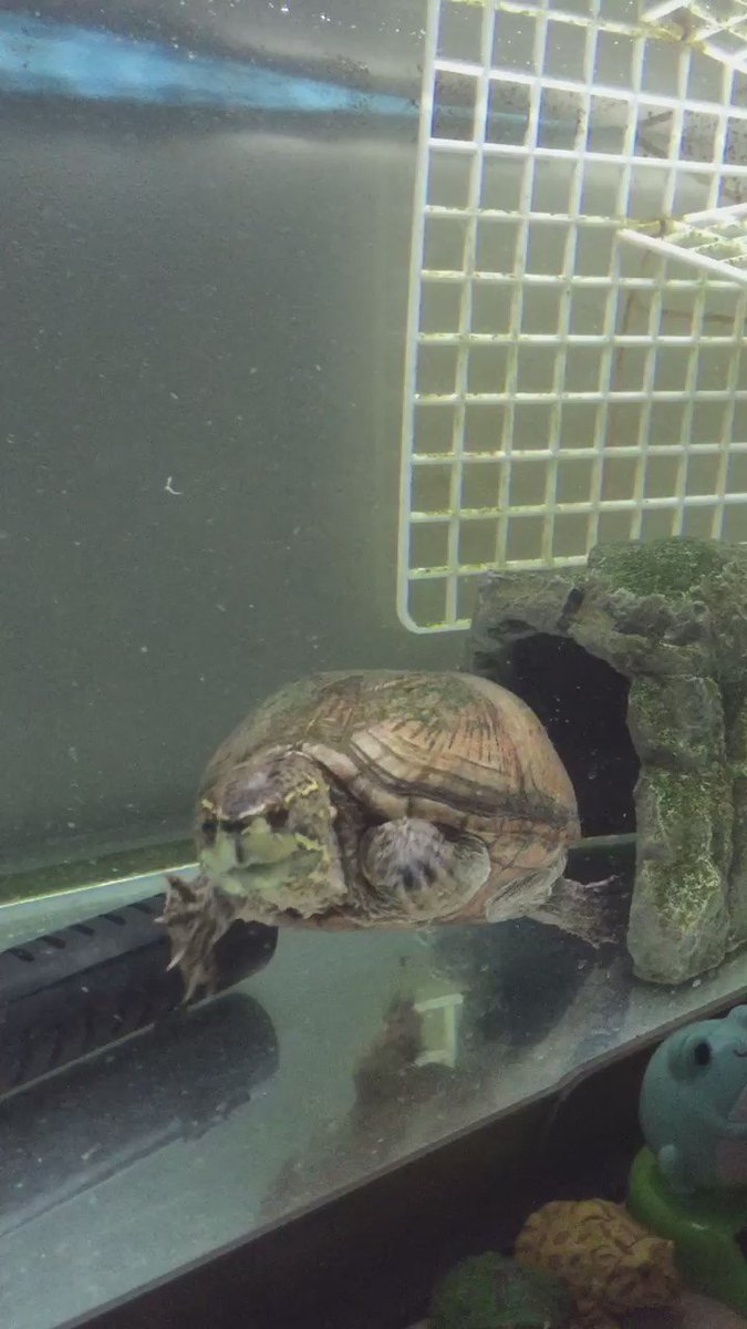 ミシシッピニオイガメの飼育 水温や水深はどれくらい カメ専門ブログ 飼育 生態 寿命など ミシシッピニオイガメの飼育 水温や水深はどれくらい カメ専門ブログ 飼育 生態 寿命など