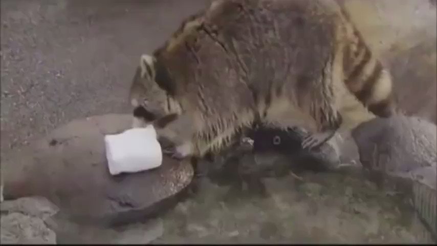 わたがしを洗ってしまったアライグマの反応 可哀想だけど 可愛くて笑える 話題の画像プラス わたがしを洗ってしまったアライグマの反応 可哀想だけど 可愛くて笑える 話題の画像プラス