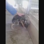 長い間虐待を受けてきた犬が初めて撫でられた瞬間…怯えて涙を流す姿が切ない…