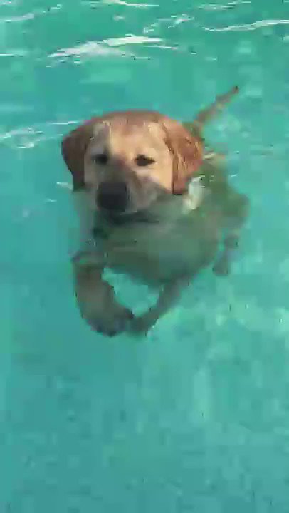 Otter