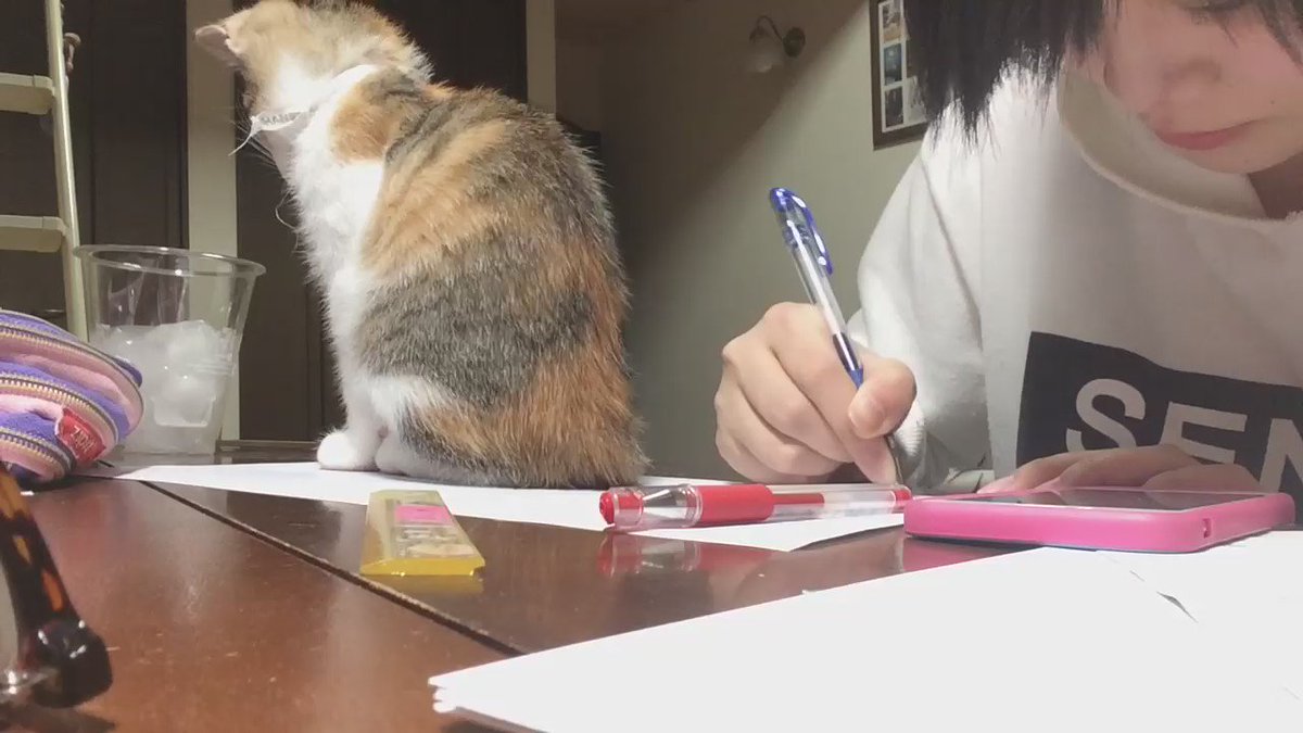 この女子高生が勉強に集中ができない理由がこれっ....いや可愛すぎるでしょwww