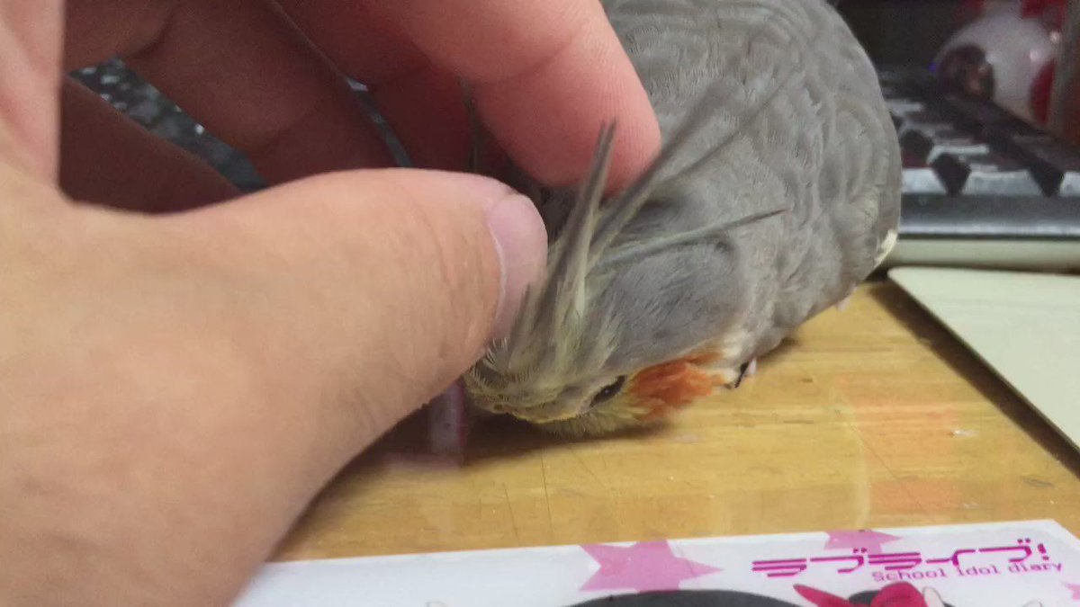 動物ほのぼのシリーズ。今回はオカメインコでほっこりｗｗｗ