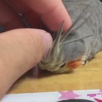 動物ほのぼのシリーズ。今回はオカメインコでほっこり!