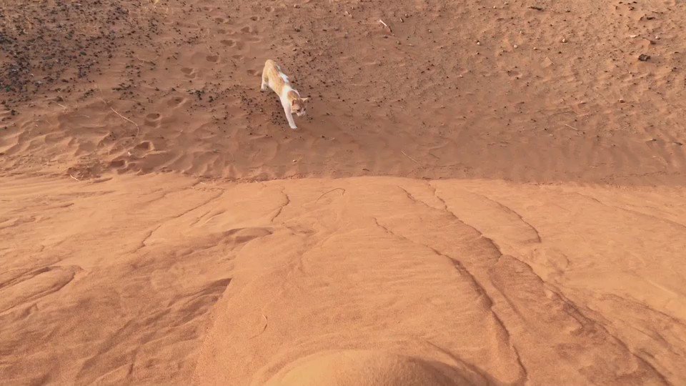 砂漠の砂に挑み続けるニャンコｗｗひたすら掘り続ける姿が超カワイイ♥