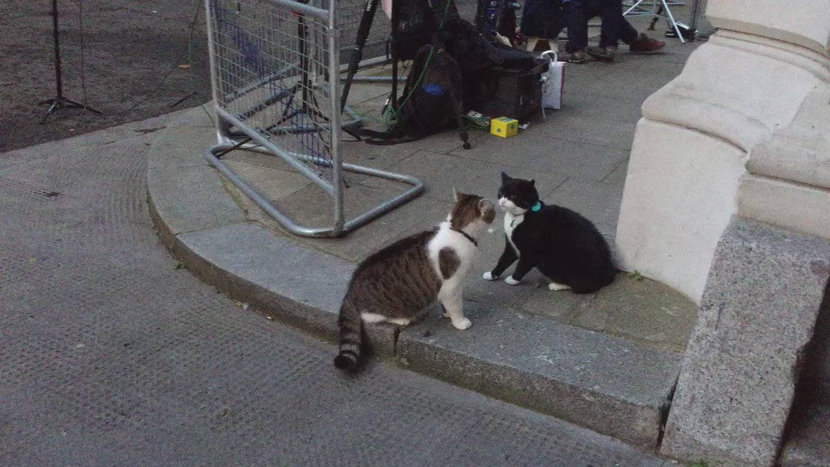 イギリス財務省のネズミ捕獲長グラッドストーンさん 猫 が1年間で鼠22匹とハエ2匹を捕まえる快挙を報告 これは優秀 そんなにいるのか 2ページ目 Togetter イギリス財務省のネズミ捕獲長グラッドストーンさん 猫 が1年間で鼠22匹とハエ2匹を捕まえる快挙を報告 これは優秀 そんなにいるのか 2ページ目 Togetter