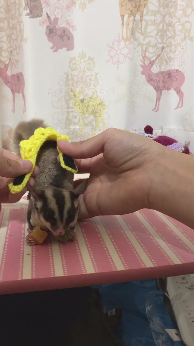 フクロモモンガ  モモンガ  ひまわり 楽天市場】フクロモモンガ ひまわりの種の通販